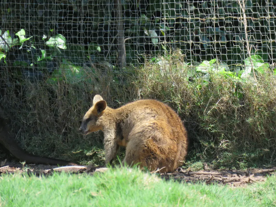 Caversham Wildlife Park